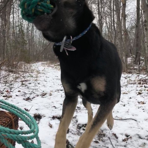 Rope Collar - Picture 3 of 3